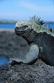 Iguanes marins (Amblyrhynchus cristatus)  - île de Fernandina - Galapagos Ref:36869